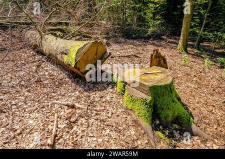 Rootstock mit abgesägtem Baumstamm, Urwald Sababurg - Deutschland Stockfoto