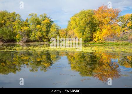 Willow Kante, Schlamm See Wildlife Management Area, Idaho Stockfoto