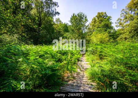 Fußgängerbrücke durch Farne im grünen Wald - Urwald Sababurg, Deutschland Stockfoto