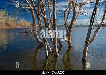 Lake Lowell, Deer flach National Wildlife Refuge, Idaho Stockfoto