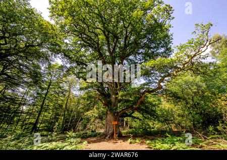 Alte Rieseneiche, Urwald Sababurg - Hessen, Deutschland Stockfoto