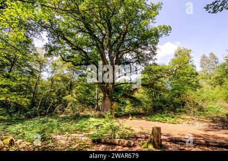 Alte Rieseneiche, Urwald Sababurg - Hessen, Deutschland Stockfoto