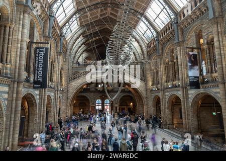 London, Großbritannien - 1. November 2023 - The Blue Whale Skeleton (Hope) Ein fossiles Skelett, das im Haupteingang des Natural History Museum gegossen wurde. Hintze Hall Stockfoto