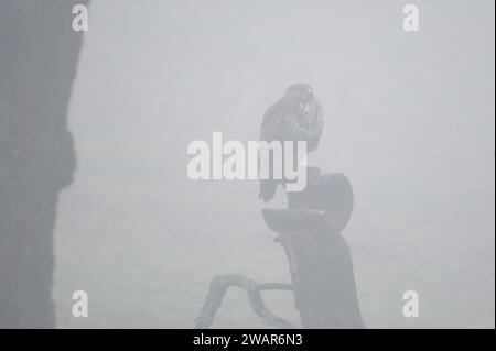 Silhouette des Raubvogels Buteo buteo, auch bekannt als Bussard, sitzt am nebeligen Morgen auf dem Ast. Sehr häufiger Raubvogel in Tschechien. Stockfoto