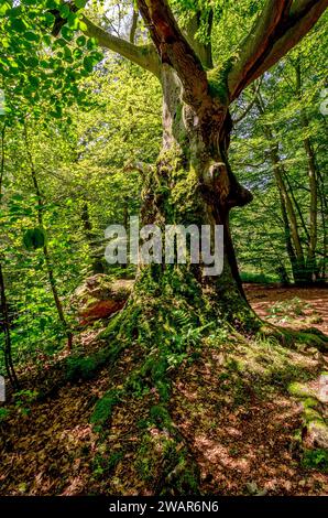 Sababurger Urwald - Antiker, moosbedeckter Baumstamm, Hessen, Deutschland Stockfoto