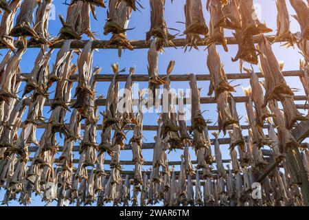 In der klaren, klaren Luft von Lofoten, Norwegen, sehen Sie Fische, die an einem Holzgestell zum Trocknen hängen, eine uralte Methode, die das Wesen der traditionellen Tradition einfängt Stockfoto