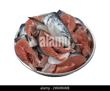 Blechblech gefüllt mit großen Stücken von frischem rohen atlantischen Lachs und frischem Lachskopf isoliert auf weißem Hintergrund mit Schneidepfad. Der Profi Stockfoto