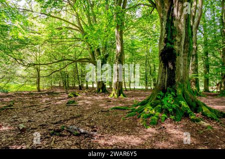 Urwald Sababurg - Baumstamm mit bemoostem Wurzelwerk, Hessen, Deutschland Stockfoto