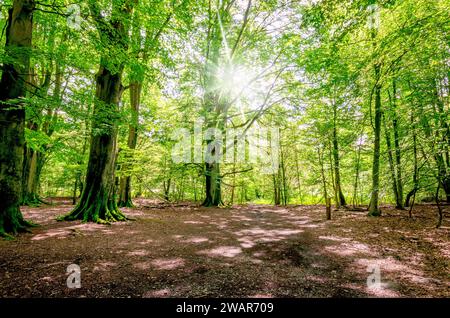 Lichtdurchfluteter Wald im Sababurger Urwald, Reinhardswald, Hessen, Deutschland Stockfoto