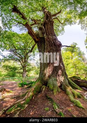 Alte Rieseneiche im Sababurger Urwald, Reinhardswald, Hessen, Deutschland Stockfoto