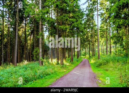 Weg durch einen lichtdurchfluteten Wald im Thüringer Wald, Deutschland Stockfoto