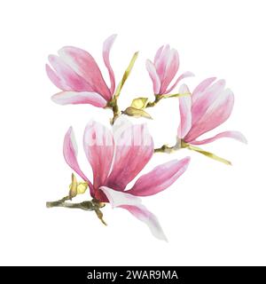 Magnolienrosa Blütenblatt Knospenteig. Handgezeichnete Aquarellillustration isoliert auf weißem Hintergrund. floraler Clipart von Grußeinladungen Stockfoto