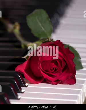 Romantische Rote Valentinstag-Rose auf Klaviertastatur Stockfoto