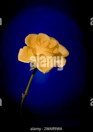 Romantische gelbe Rose auf blauschwarzem Hintergrund Stockfoto