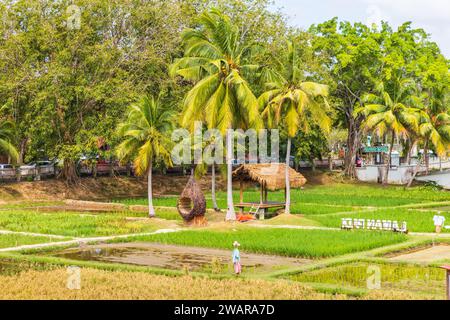 Laman PADI (Paddy Field) ist ein Freilichtmuseum in Langkawi, Kedah, Malaysia. Besucher können den Reisanbau und die Geschichte der Reisanbau kennenlernen Stockfoto