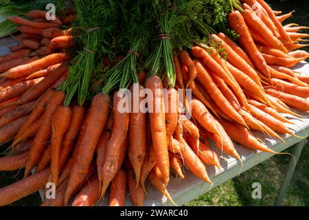 Eine Nahaufnahme eines großen Stapels frischer Karotten, die mit grünem Laub zusammengebunden sind Stockfoto