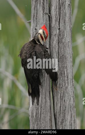 Pileated Woodspecht Barsch auf einem Baumstamm Stockfoto