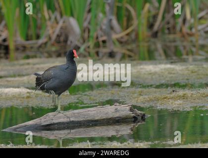 Gewöhnliche Gallinule auf einem Baumstamm in einem Sumpf Stockfoto