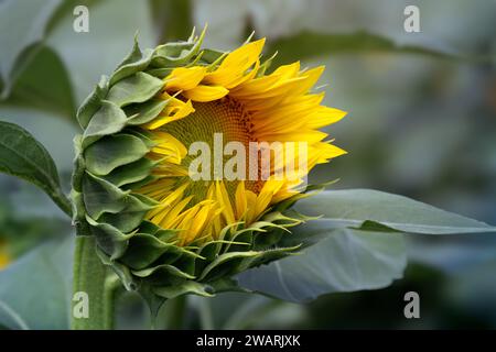 Nahaufnahme einer blühenden Sonnenblume mit grünen Blättern und Hintergrund. Stockfoto