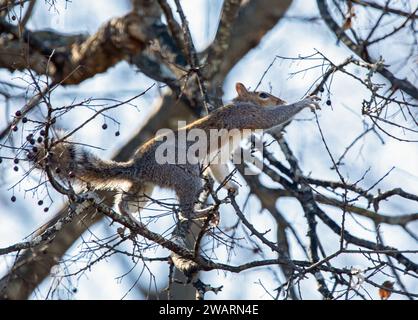 Ein graues Eichhörnchen balanciert perkariös auf Ästen, als es nach einer Beere greift. Stockfoto