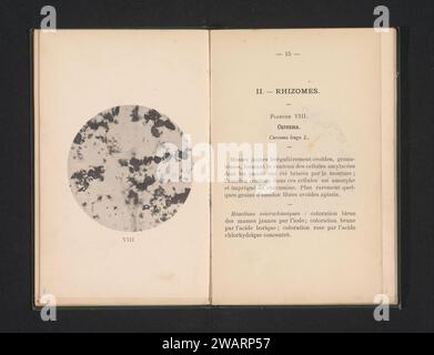 Mikroskopische Darstellung von Kurkuma, Léon Herlant, ca. 1891 - in oder vor 1896 photomechanisches Druckpapier Kollotypmikroskop (+ wissenschaftliche Forschung) Stockfoto