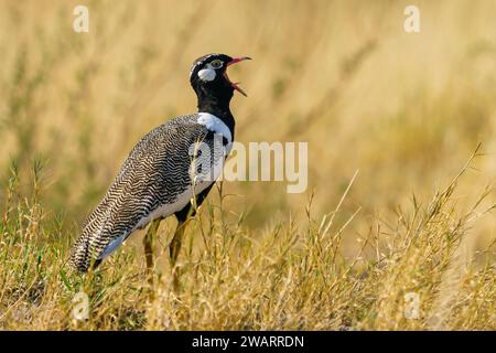Ein schwarzer Korhaan aus dem Norden, der im Central Kalahari Game Reserve in Botswana singt. Stockfoto
