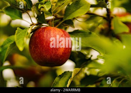 Ein roter Apfel hängt inmitten eines üppig grünen Baumes, umgeben von seinem grünen Laub Stockfoto