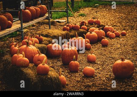 Eine Auswahl an leuchtend orangefarbenen Kürbissen und Strohballen ruhen auf dem Boden vor ländlicher Kulisse Stockfoto