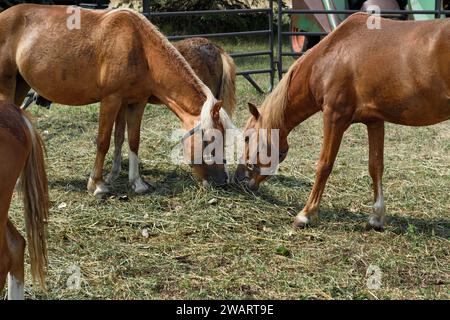 Pferde in Corral essen Strohhalm zusammen - draußen Stockfoto