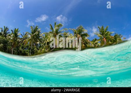 Klares, ruhiges, warmes Wasser umgibt eine idyllische tropische Insel in Raja Ampat, Indonesien. Diese abgelegene Region ist bekannt für ihre exquisiten Korallenriffe. Stockfoto