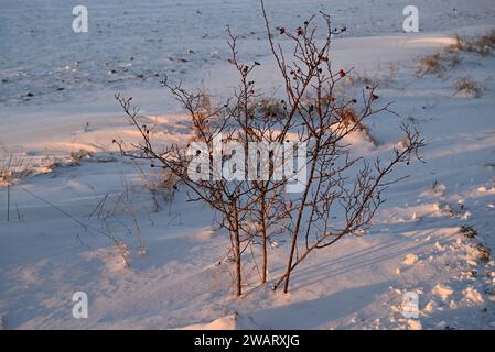 Hüftbusch mit Beeren im Winter auf einem schneebedeckten Feld. Stockfoto