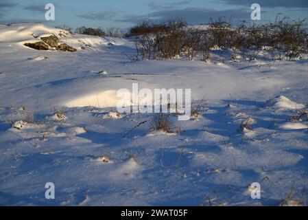 Feld mit schneebedeckten Grasbüscheln, ein sonniger Wintertag. Stockfoto