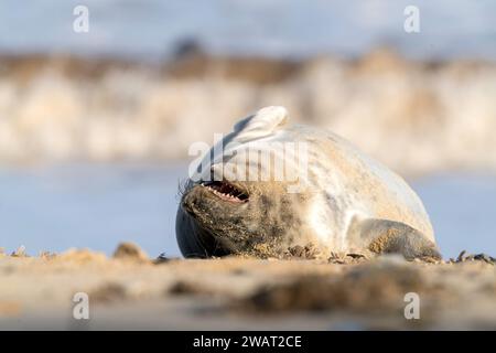 Graurobbe oder Graurobbe, Halichoerus grypus, einzelne Jungrobbe, die am Sandstrand liegt, Winterton, Norfolk, Vereinigtes Königreich Stockfoto
