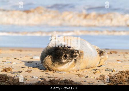 Graurobbe oder Graurobbe, Halichoerus grypus, einzelne Jungrobbe, die am Sandstrand liegt, Winterton, Norfolk, Vereinigtes Königreich Stockfoto