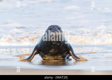 Graurobbe oder Graurobbe, Halichoerus grypus, einzelnes ausgewachsenes Stier am Sandstrand, Winterton, Norfolk, Vereinigtes Königreich Stockfoto