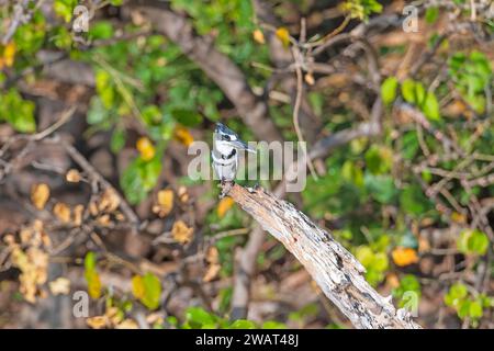 Ein Rattenvogel mit einem Fisch in der Mündung am Ufer des Chobe River in Botswana Stockfoto