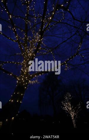 Lichter um Baumstämme und Äste im Oaklands Park, Chichester, neben dem Chhichester Festival Theatre Stockfoto