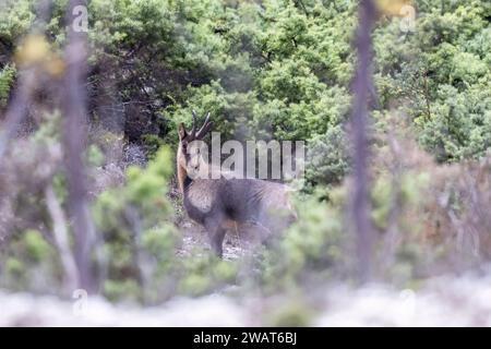 Apennin-Gämse, Rupicapra pyrenaica ornata, ein typisches Tier der italienischen Region Abruzzen in Mittelitalien. Stockfoto