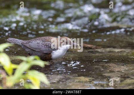 Weißkehlenlapper (Cinclus cinclus) in einem Bergbach in Italien. Stockfoto