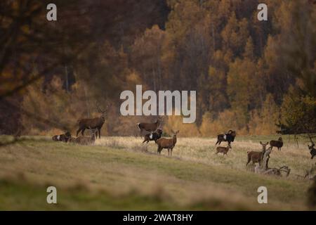 Rotwild während der Bruntzeit. Rotwild und Mufflons sind zusammen auf der Wiese. Berge voller Tiere. Stockfoto