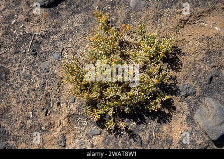 Kleiner Busch von saftigem zygophyllum an einem sonnigen Tag. Wächst im Boden aus Sand und vulkanischen schwarzen Steinen. Lanzarote, Kanarische Inseln, Spanien. Stockfoto