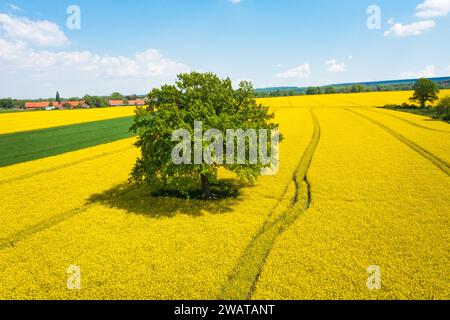 Rapsfeld im Frühling mit grünem Baum Stockfoto