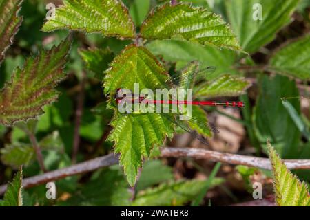 Große rote Damselfliege auf Laub Stockfoto