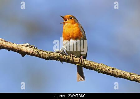 Europäischer Rotkehlchen im vollen Lied Stockfoto
