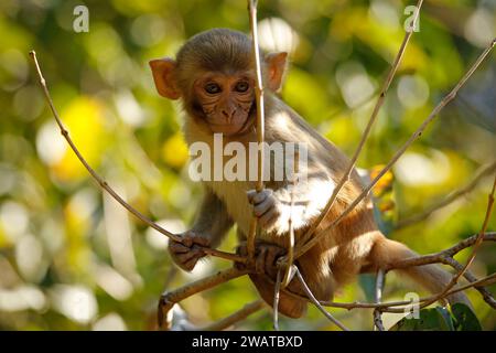 Rhesus-Makaken-Baby (Macaca mulatta). Jim Corbett National Park, Indien Stockfoto