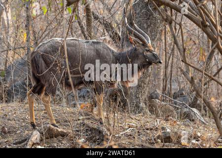 Nyala, männlich, Majete Wildlife Reserve, Malawi Stockfoto