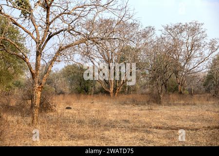 Majete Wildlife Reserve, Abenddämmerung, Malawi Stockfoto