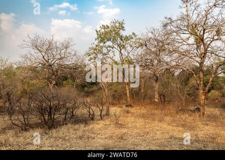 Majete Wildlife Reserve, Abenddämmerung, Malawi Stockfoto