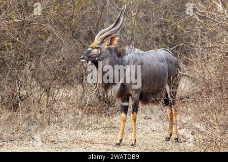 Nyala, männlich, Majete Wildlife Reserve, Malawi Stockfoto