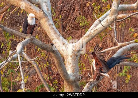 Afrikanische Fischadler, weiblich und männlich, Lake Malawi National Park, Mangochi, Lake Malawi, Malawi Stockfoto